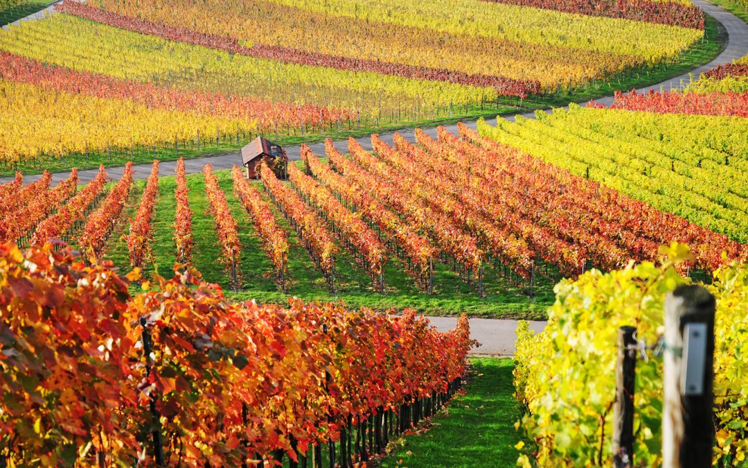 Viñedos (eVineyardApp)