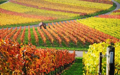 Viñedos (eVineyardApp)